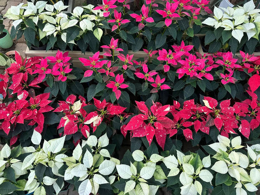Dwarf Poinsettia Colours Variety