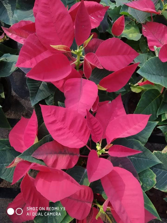 Dwarf Poinsettia Full Pink