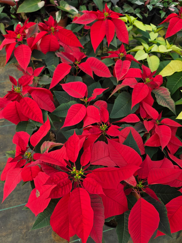 Dwarf Poinsettia Full Red