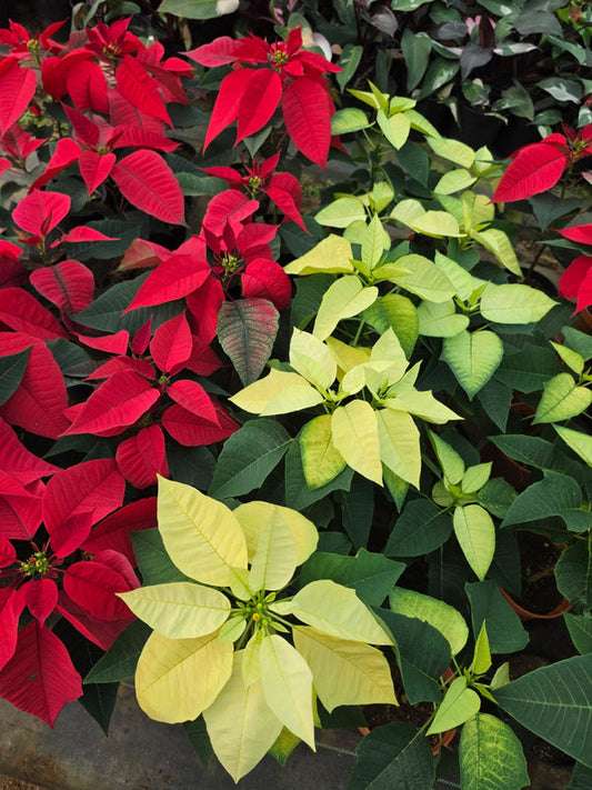 Dwarf Poinsettia Full Yellow
