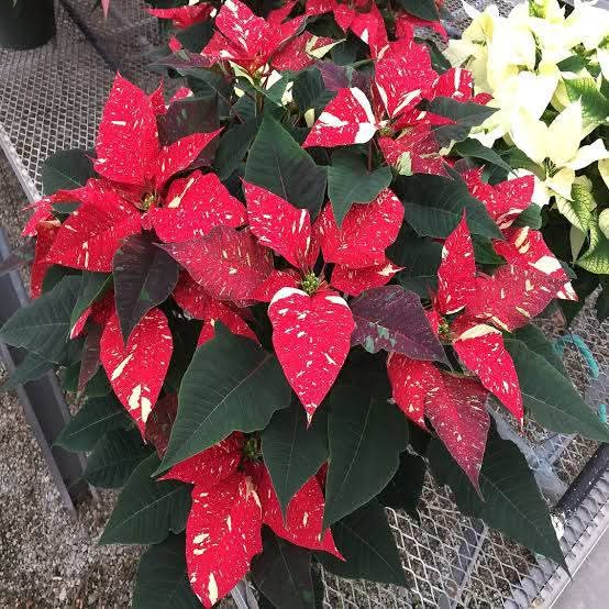 Dwarf Poinsettia Medium Red