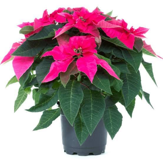 Dwarf Poinsettia Small Pink