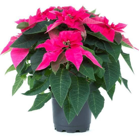 Dwarf Poinsettia Small Pink