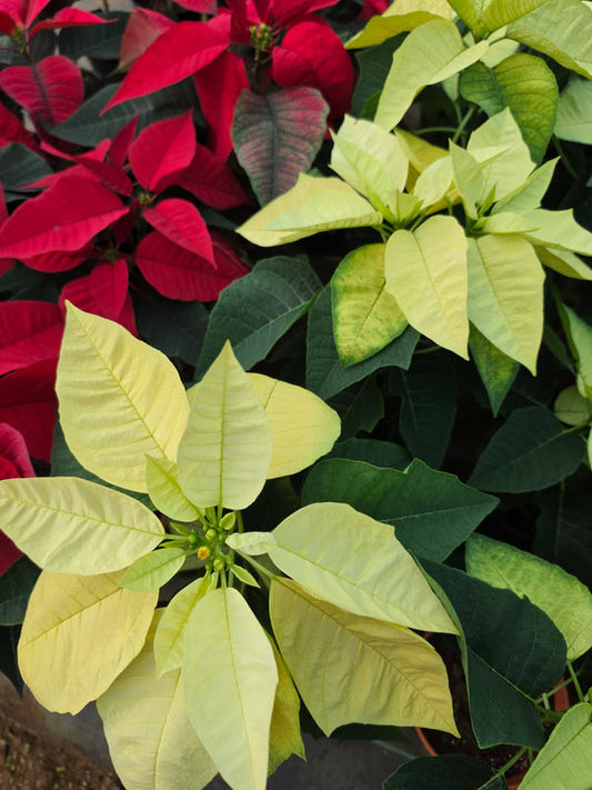 Dwarf Poinsettia Yellow
