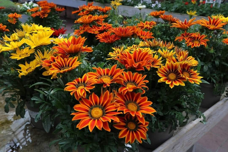 Gazania 34