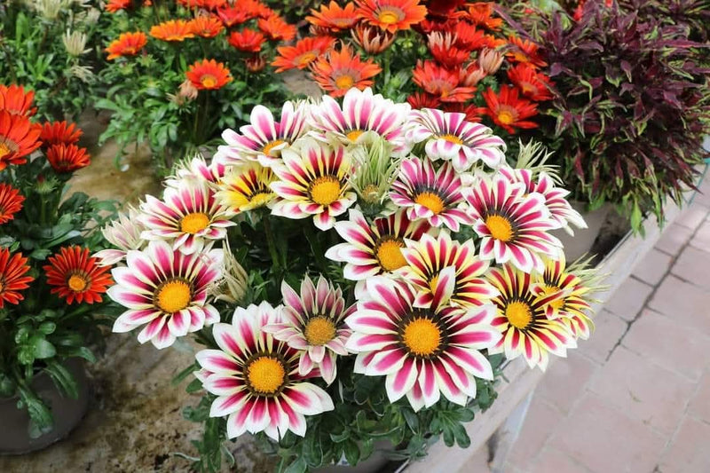 Gazania White Pink 2