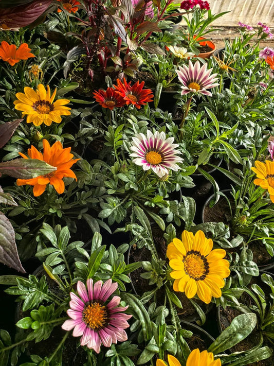 Gazania 37