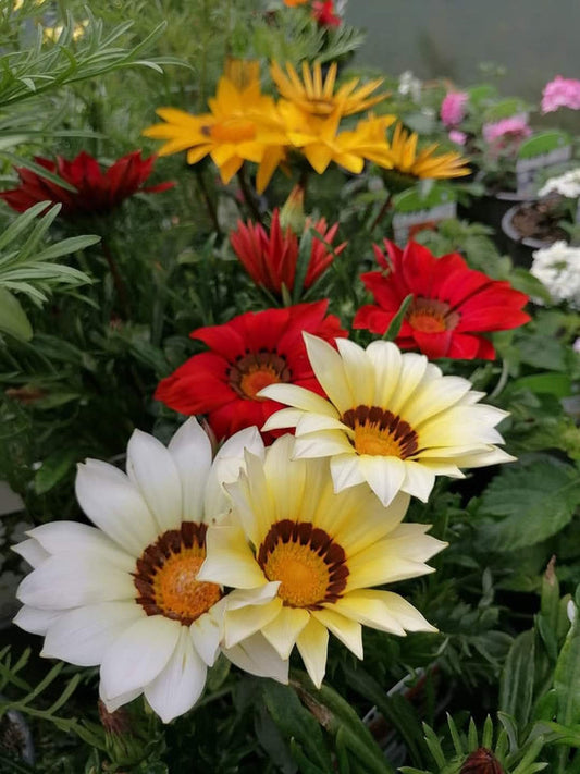 Gazania White