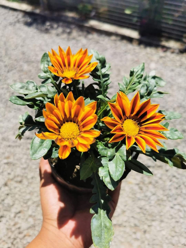 Gazania Yellow Brown