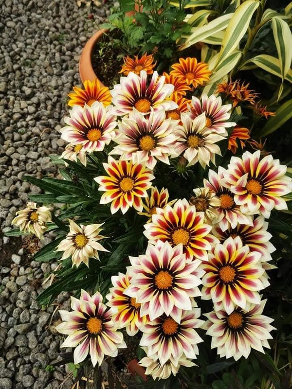Gazania Creme