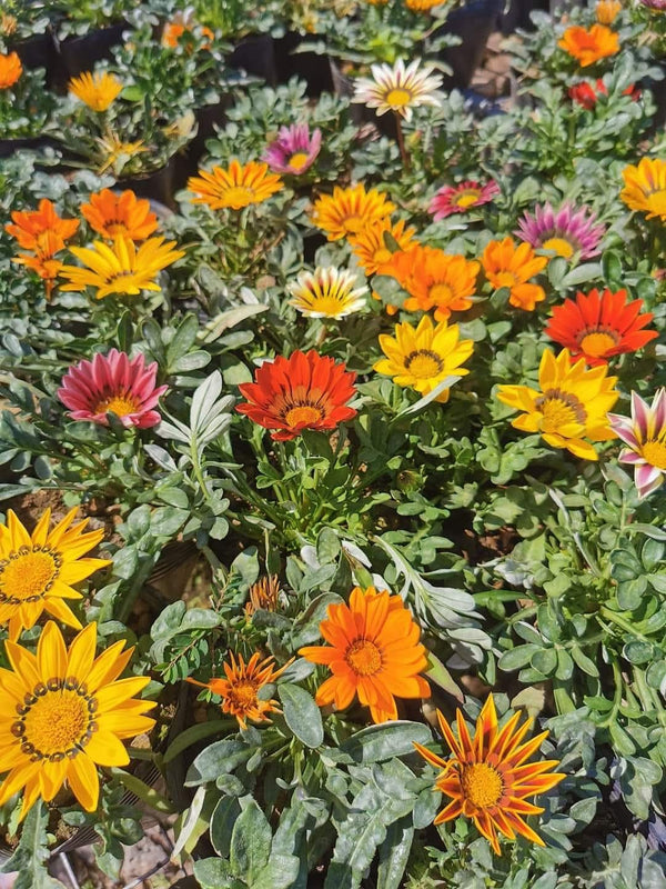 Gazania 46