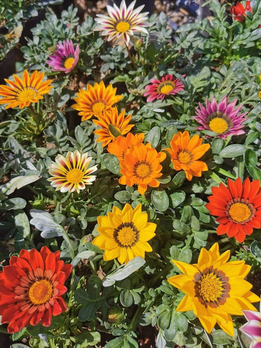 Gazania 48