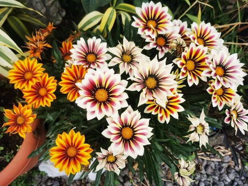 Gazania Light Pink