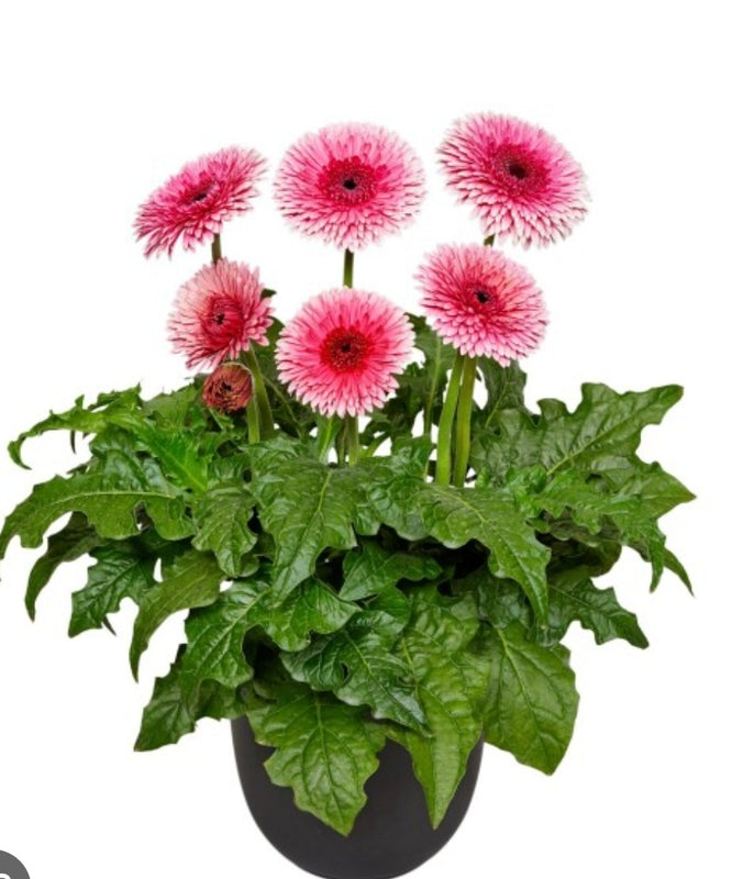 Gerbera Daintree