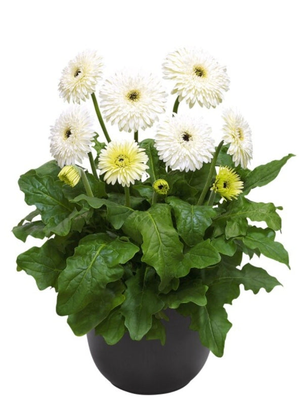 Gerbera Glacier