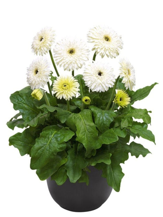 Gerbera Glacier