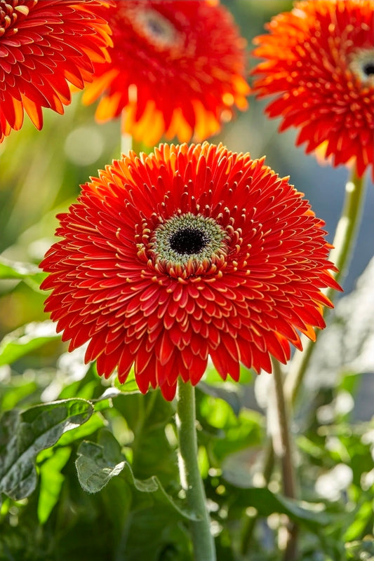 Gerbera Glorious Orange