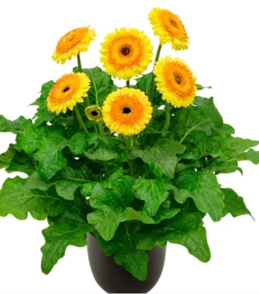 Gerbera Painted Deserts