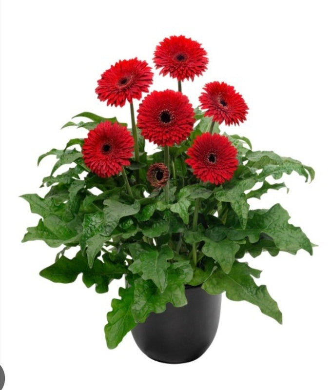 Gerbera Pinnacles