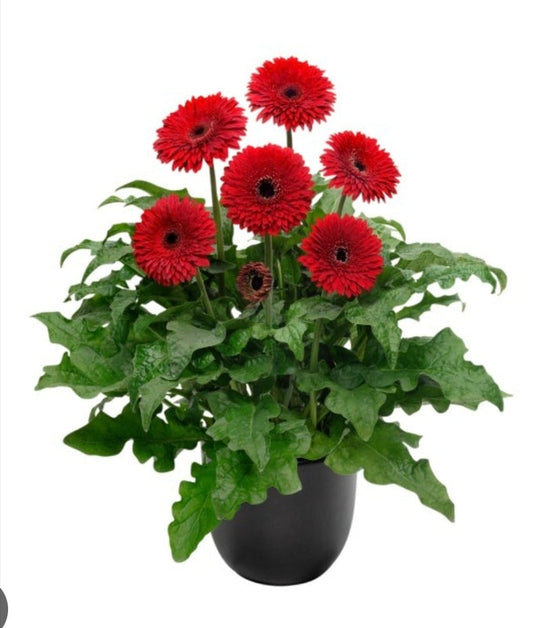 Gerbera Pinnacles