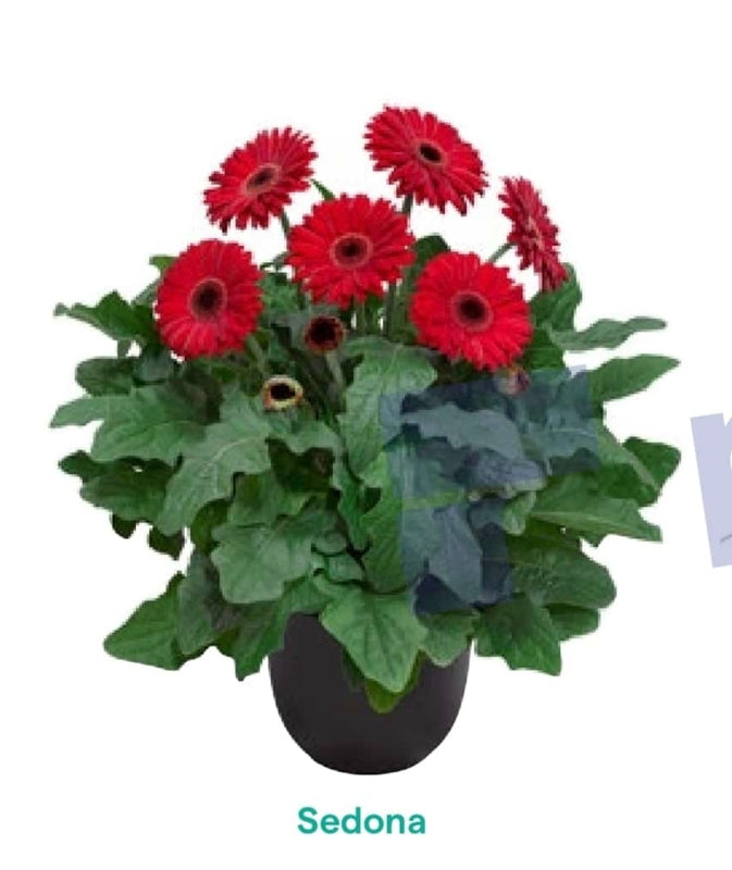 Gerbera Sedona