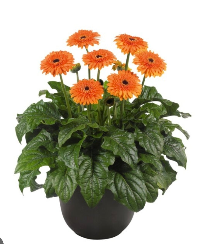Gerbera Smoky Mountain