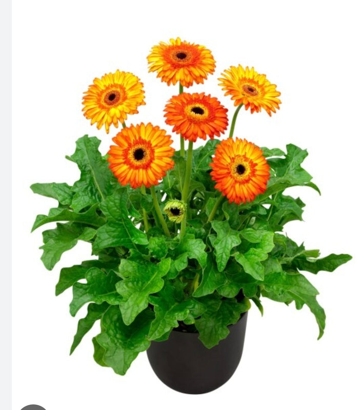 Gerbera Volcanoes