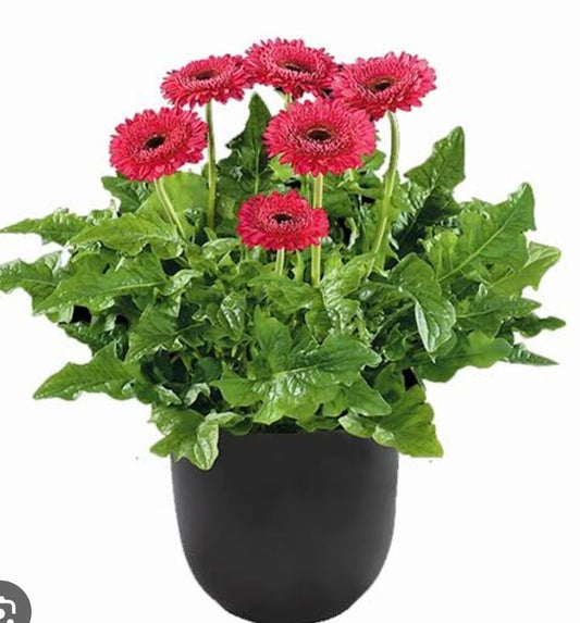 Gerbera Bighorn
