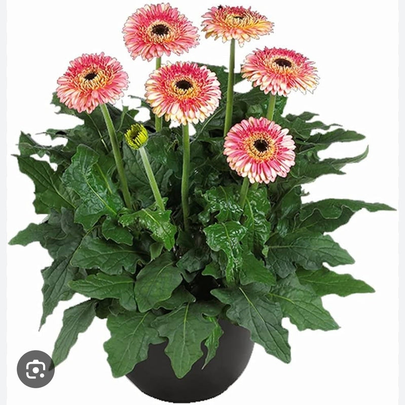 Gerbera Fundy