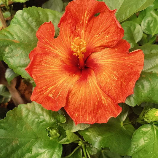Hibiscus Hawaiian Imported B1