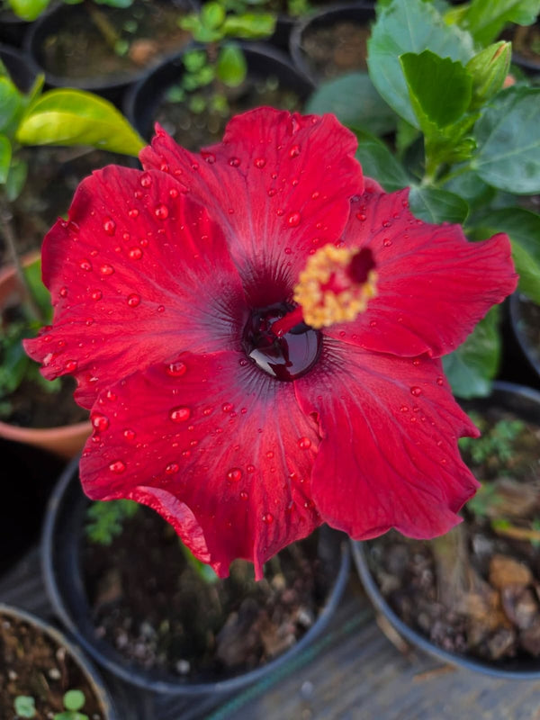 Hibiscus Hawaiian Imported B2