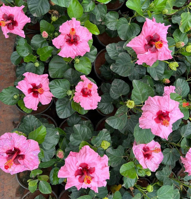 Hibiscus Hawaiian Imported B3