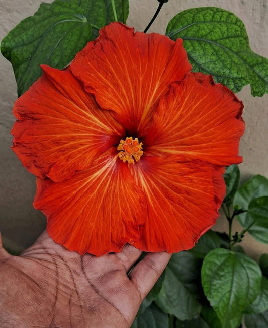 Hibiscus Hawaiian Imported B5