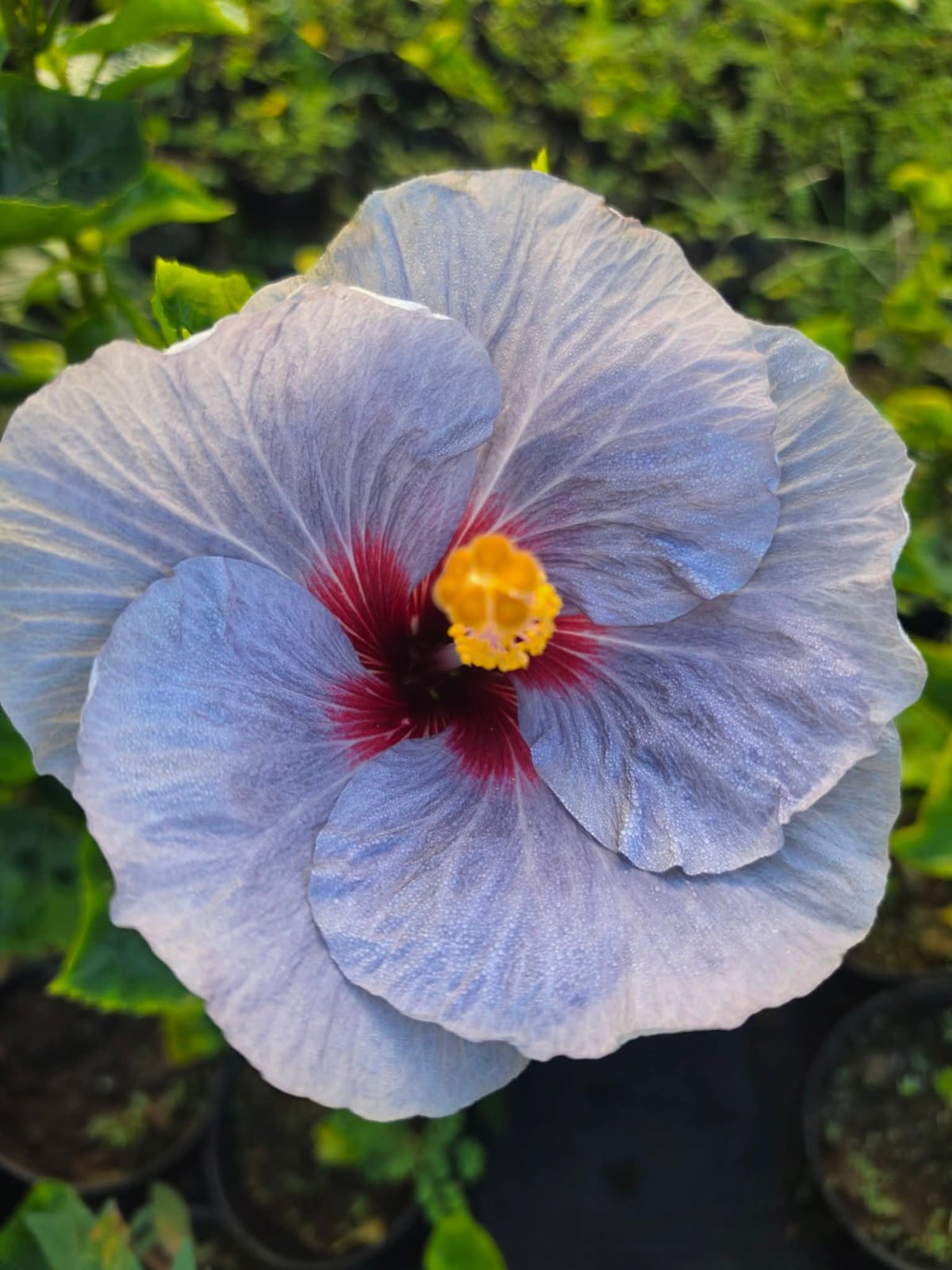 Hibiscus Hawaiian Imported Blue Purple