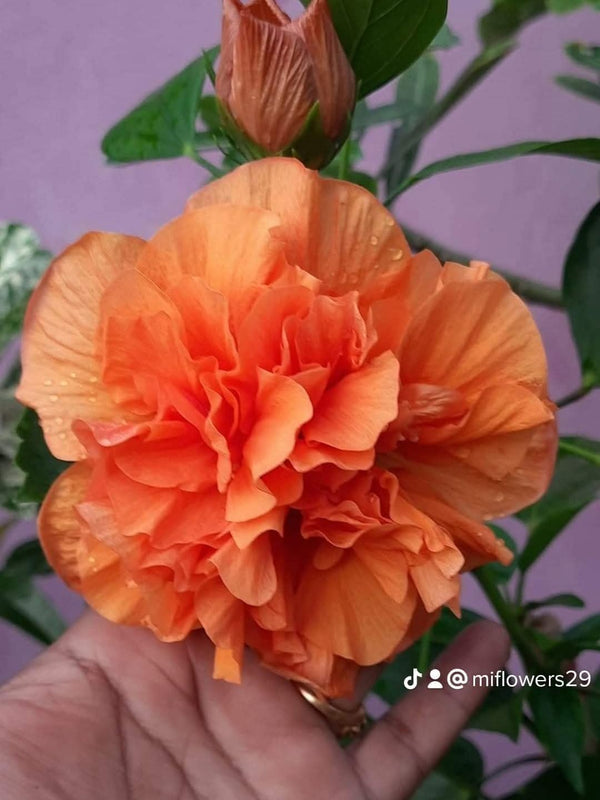 Hibiscus Hawaiian Imported Double Petals 2