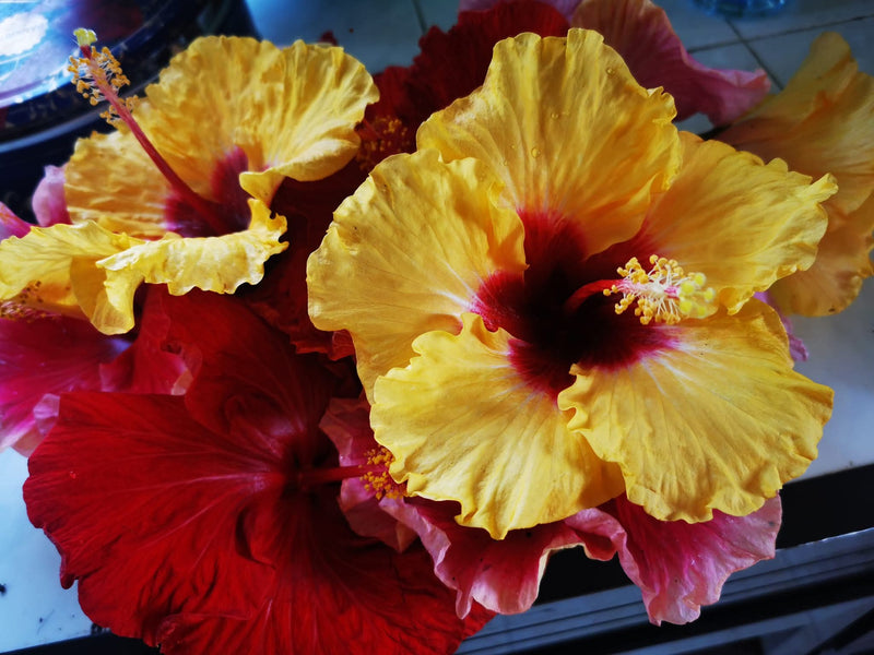 Hibiscus Hawaiian Local 10