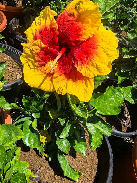 Hibiscus Hawaiian Local 11