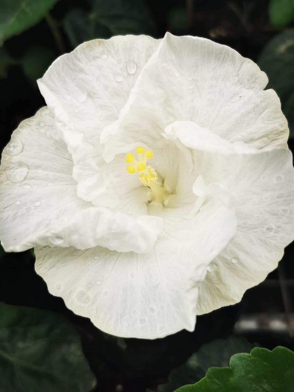Hibiscus Hawaiian Local 12