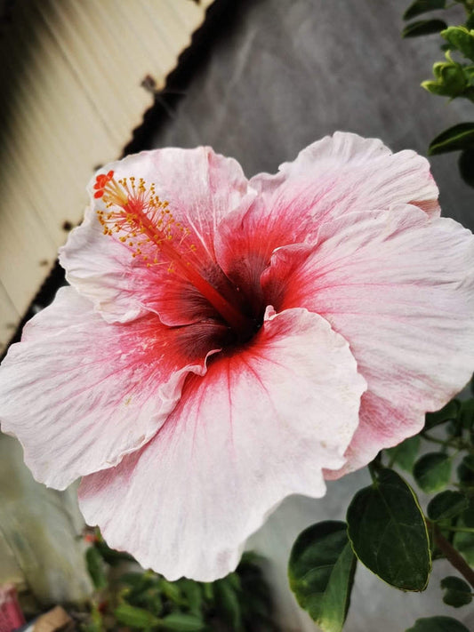 Hibiscus Hawaiian Local 13