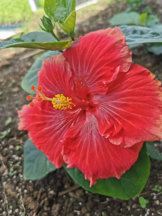 Hibiscus Hawaiian Local 18