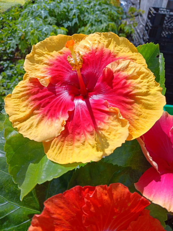 Hibiscus Hawaiian Local 1