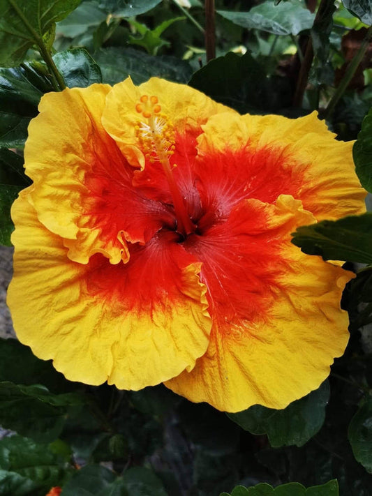 Hibiscus Hawaiian Local 21