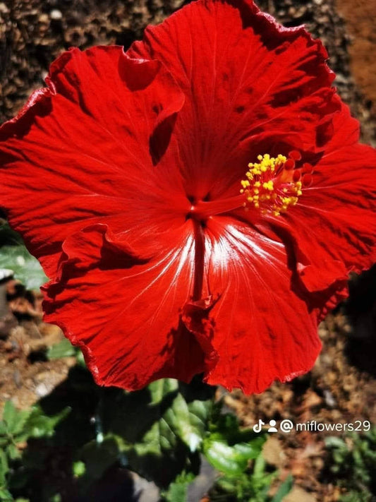 Hibiscus Hawaiian Local 24
