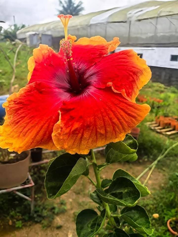 Hibiscus Hawaiian Local 25