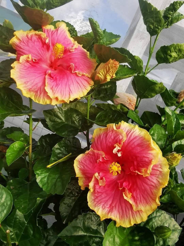 Hibiscus Hawaiian Local 26