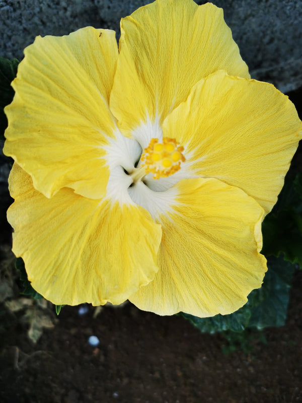 Hibiscus Hawaiian Local C2