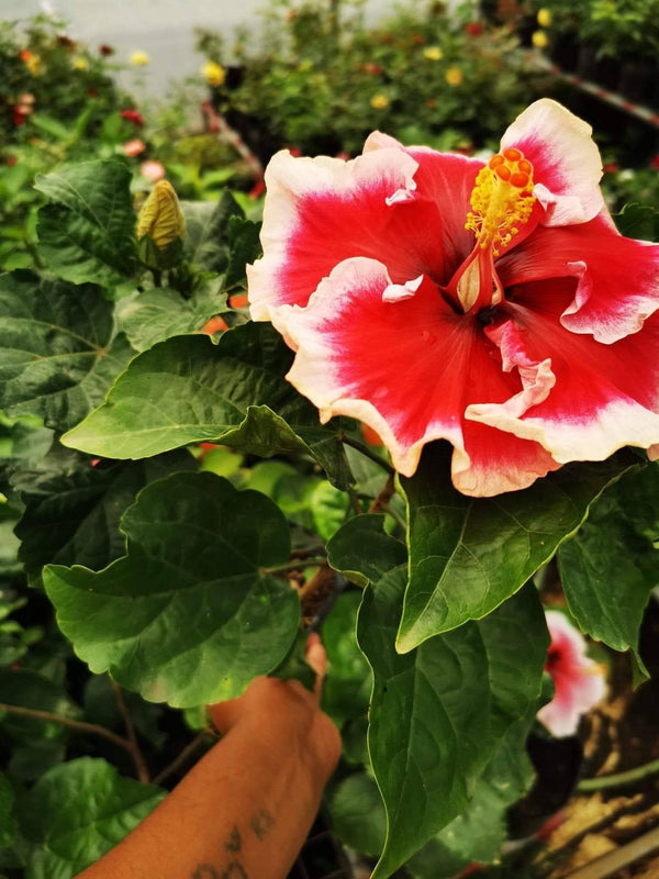Hibiscus Hawaiian Local C4