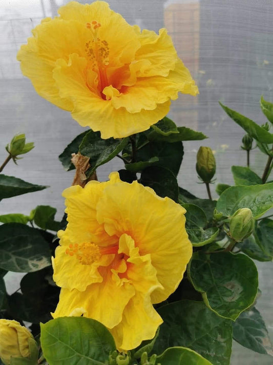 Hibiscus Hawaiian Local C5