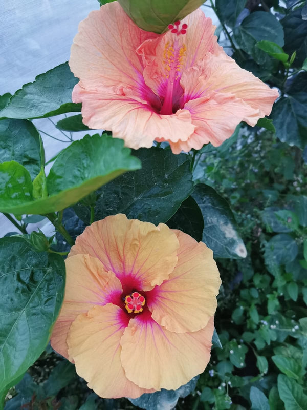 Hibiscus Hawaiian Local C1