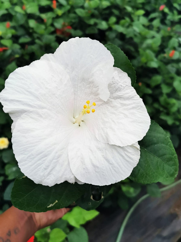 Hibiscus Hawaiian Local 9